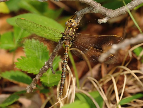 Female
5 May 2009  Chattooga